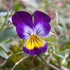 250 JOHNNY JUMP UP Helen Mount Violet Viola Tricolor Flower Seeds