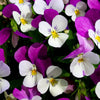 100 JOHNNY JUMP UP Violet Viola Tricolor Flower Seeds