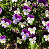 100 JOHNNY JUMP UP Violet Viola Tricolor Flower Seeds