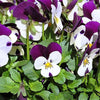 100 JOHNNY JUMP UP Violet Viola Tricolor Flower Seeds