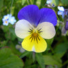 50 Dark JOHNNY JUMP UP Violet Viola Tricolor Flower Seeds