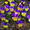 50 Dark JOHNNY JUMP UP Violet Viola Tricolor Flower Seeds