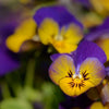 50 Dark JOHNNY JUMP UP Violet Viola Tricolor Flower Seeds