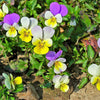 50 Light JOHNNY JUMP UP Viola Tricolor Violet Flower Seeds