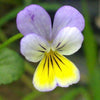 50 Light JOHNNY JUMP UP Viola Tricolor Violet Flower Seeds