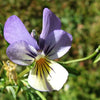 50 Light JOHNNY JUMP UP Viola Tricolor Violet Flower Seeds