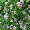 50 Light JOHNNY JUMP UP Viola Tricolor Violet Flower Seeds