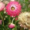 50 PINK DOUBLE STRAWFLOWER Helichrysum Bracteatum Flower Seeds
