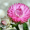 50 PINK DOUBLE STRAWFLOWER Helichrysum Bracteatum Flower Seeds