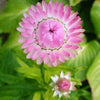 50 PINK DOUBLE STRAWFLOWER Helichrysum Bracteatum Flower Seeds