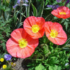2500 ICELAND POPPY MIX Papaver Nudicaule Mixed Colors Flower Seeds