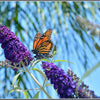 100 MIXED Colors BUTTERFLY BUSH Buddleja Davidii Flower Shrub Seeds
