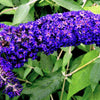100 MIXED Colors BUTTERFLY BUSH Buddleja Davidii Flower Shrub Seeds