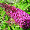 100 MIXED Colors BUTTERFLY BUSH Buddleja Davidii Flower Shrub Seeds