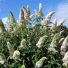 100 MIXED Colors BUTTERFLY BUSH Buddleja Davidii Flower Shrub Seeds