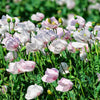350 TASMANIAN Purple & White POPPY Papaver Somniferum Flower Seeds