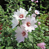 200 ROSE MALLOW MIX (Bush Mallow) Hibiscus Lavatera Trimestris Flower Seeds