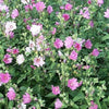 200 ROSE MALLOW MIX (Bush Mallow) Hibiscus Lavatera Trimestris Flower Seeds