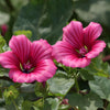 200 ROSE MALLOW MIX (Bush Mallow) Hibiscus Lavatera Trimestris Flower Seeds