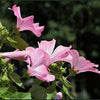 200 ROSE MALLOW MIX (Bush Mallow) Hibiscus Lavatera Trimestris Flower Seeds