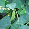 50 BABY LIMA BEAN Phaseolus Lunatus Vegetable Seeds