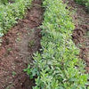 50 BABY LIMA BEAN Phaseolus Lunatus Vegetable Seeds