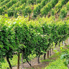 50 GREEN (Dessert / Table) GRAPE Vitis Vinifera Fruit Vine Seeds