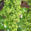 50 GREEN (Dessert / Table) GRAPE Vitis Vinifera Fruit Vine Seeds