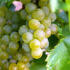 50 GREEN (Dessert / Table) GRAPE Vitis Vinifera Fruit Vine Seeds