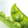 50 Oregon SUGAR POD II Pea Pisum Sativum Macrocarpon Vegetable Seeds