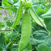 50 Oregon SUGAR POD II Pea Pisum Sativum Macrocarpon Vegetable Seeds