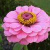 250 Mixed Colors ZINNIA ELEGANS Flower Seeds