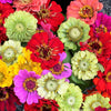 250 Mixed Colors ZINNIA ELEGANS Flower Seeds