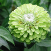 250 Mixed Colors ZINNIA ELEGANS Flower Seeds