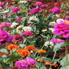 250 Mixed Colors ZINNIA ELEGANS Flower Seeds