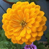 250 Mixed Colors ZINNIA ELEGANS Flower Seeds