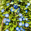 50 Mixed Colors MORNING GLORY Ipomoea Purpurea Vine Flower Seeds