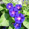 50 Mixed Colors MORNING GLORY Ipomoea Purpurea Vine Flower Seeds