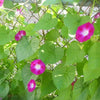 50 Mixed Colors MORNING GLORY Ipomoea Purpurea Vine Flower Seeds