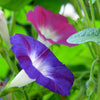 50 Mixed Colors MORNING GLORY Ipomoea Purpurea Vine Flower Seeds