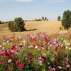 350 COSMOS SENSATION MIX Mixed Colors Cosmos Bipinnatus Flower Seeds