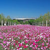 350 COSMOS SENSATION MIX Mixed Colors Cosmos Bipinnatus Flower Seeds