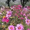 350 COSMOS SENSATION MIX Mixed Colors Cosmos Bipinnatus Flower Seeds