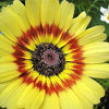 250 TRICOLOR PAINTED DAISY (Pyrenthrum Daisy) Chrysanthemum Carinatum Flower Seeds