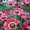 250 TRICOLOR PAINTED DAISY (Pyrenthrum Daisy) Chrysanthemum Carinatum Flower Seeds