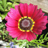 250 TRICOLOR PAINTED DAISY (Pyrenthrum Daisy) Chrysanthemum Carinatum Flower Seeds