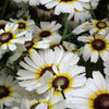 250 TRICOLOR PAINTED DAISY (Pyrenthrum Daisy) Chrysanthemum Carinatum Flower Seeds