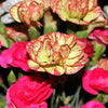 100 Mixed CARNATION / DOUBLE DIANTHUS Chinensis Flower Seeds