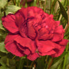 100 Mixed CARNATION / DOUBLE DIANTHUS Chinensis Flower Seeds