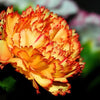 100 Mixed CARNATION / DOUBLE DIANTHUS Chinensis Flower Seeds